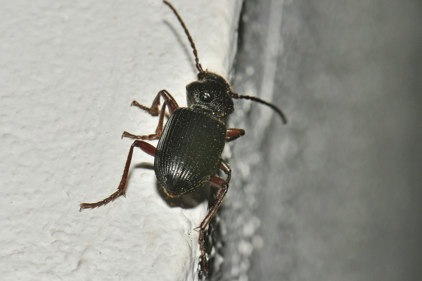 Carabidae: Carterus (Sabienus) tricuspidatus
